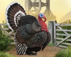 Turkey
