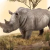 White Rhinoceros
