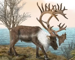 Woodland Caribou